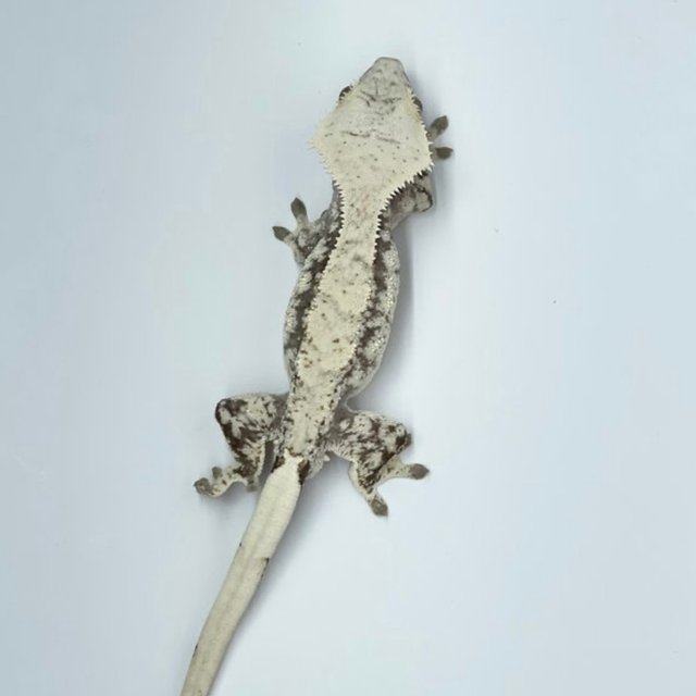 노멀 드리피 화이트스팟