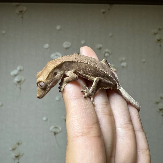 팬텀 릴리화이트