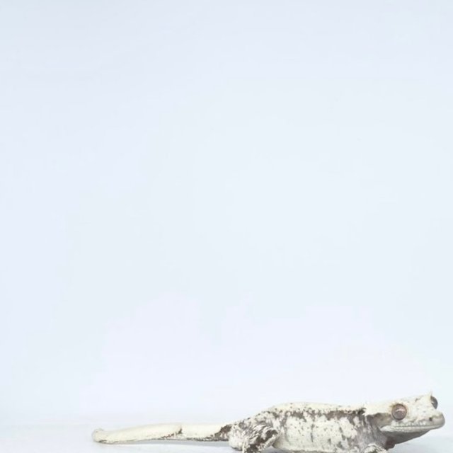 노멀 드리피 화이트스팟