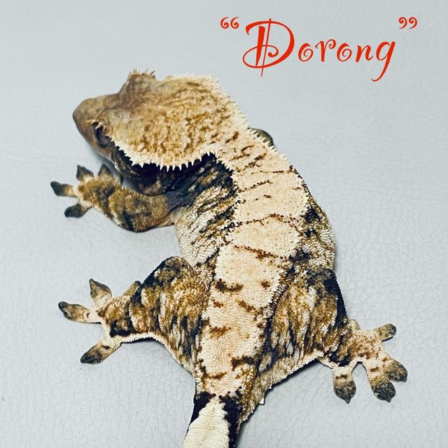 트라이 익스트림할리퀸 텐저린