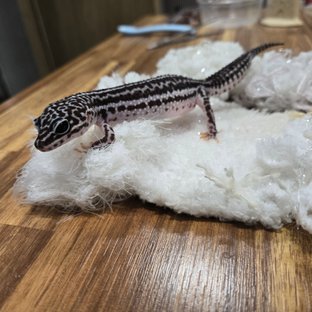 슈퍼스노우 블랙나이트