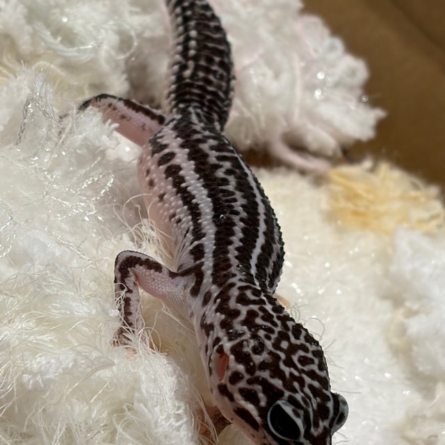 슈퍼스노우 블랙나이트