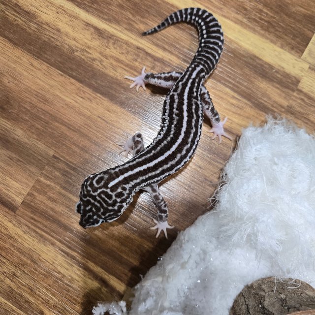 블랙나이트 슈퍼스노우