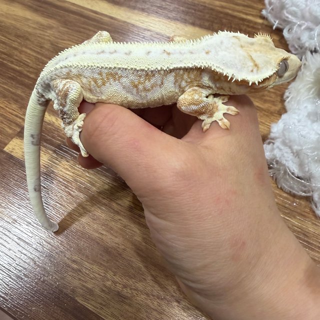 옐로우 릴리화이트