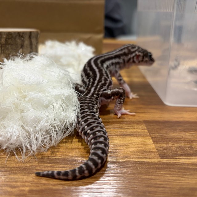 블랙나이트 슈퍼스노우