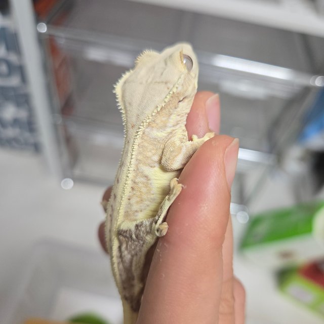 옐로우 릴리화이트