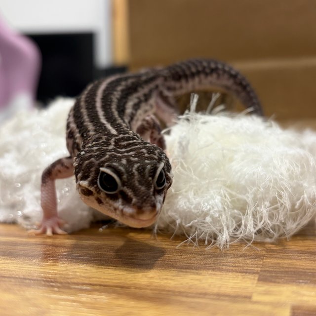 블랙나이트 슈퍼스노우