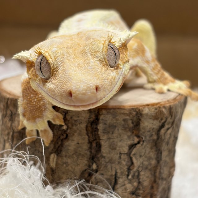 옐로우 릴리화이트