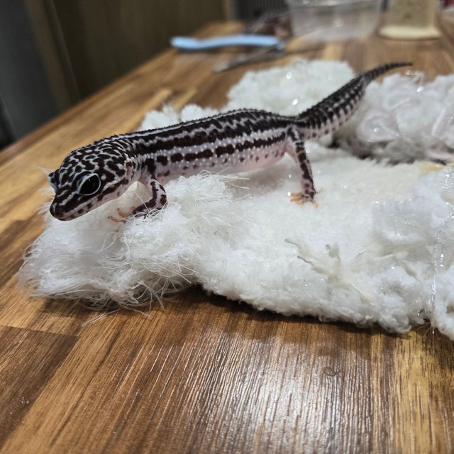 슈퍼스노우 블랙나이트