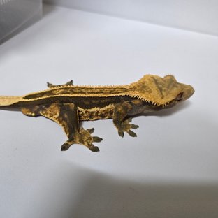 슈퍼스트라이프 엠티백