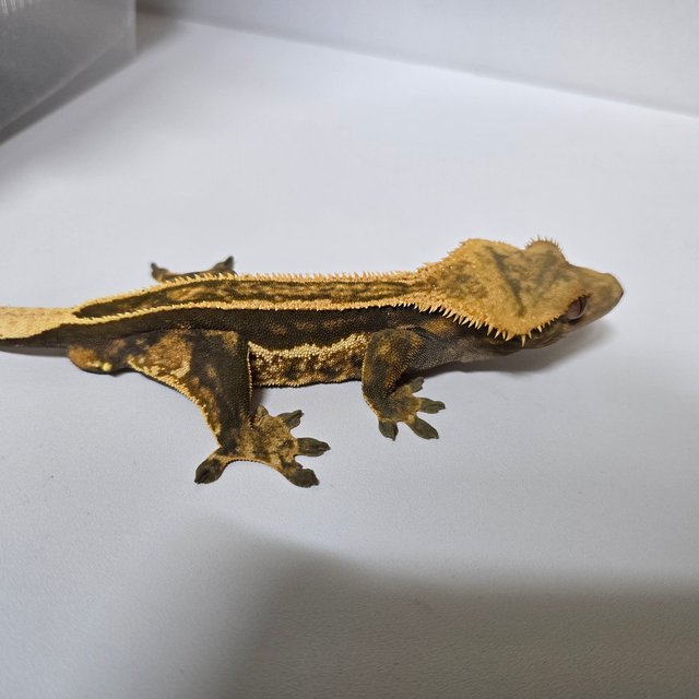 슈퍼스트라이프 엠티백