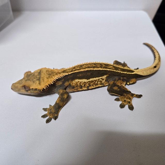 슈퍼스트라이프 엠티백