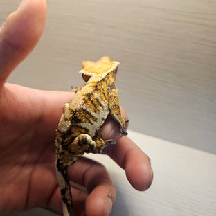 노멀 화이트핀 텐저린 익스트림할리퀸