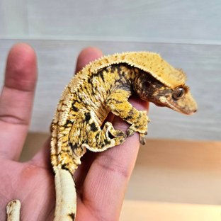 노멀 익스트림할리퀸