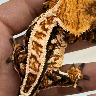 트라이 할리퀸 풀핀