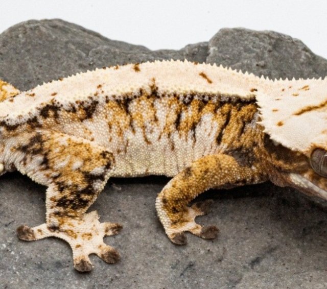 익스트림할리퀸