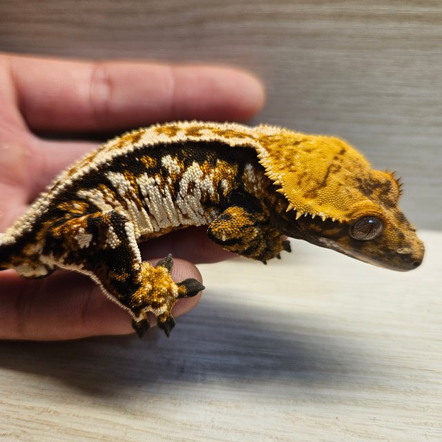 노멀 트라이 풀핀 텐저린