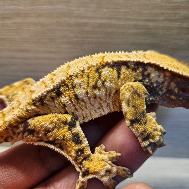 노멀 익스트림할리퀸