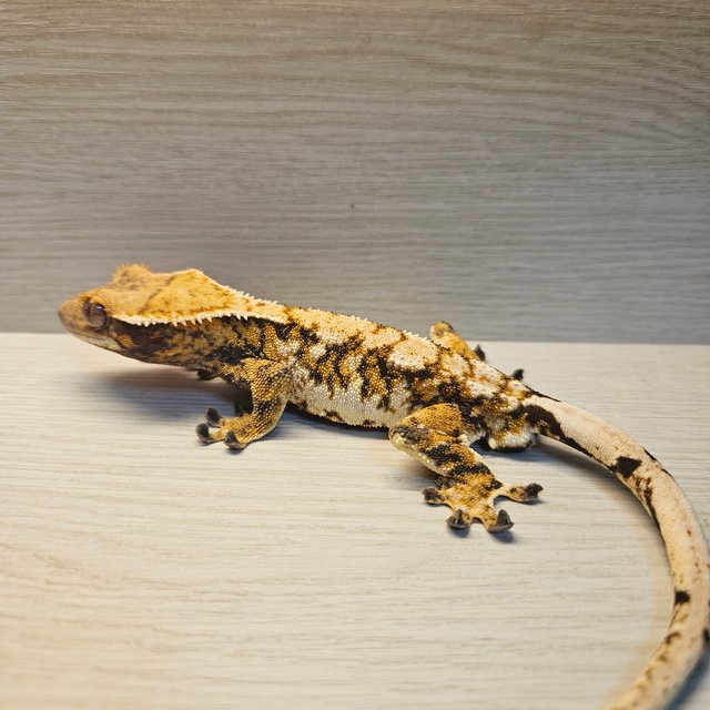 노멀 화이트핀 텐저린 익스트림할리퀸