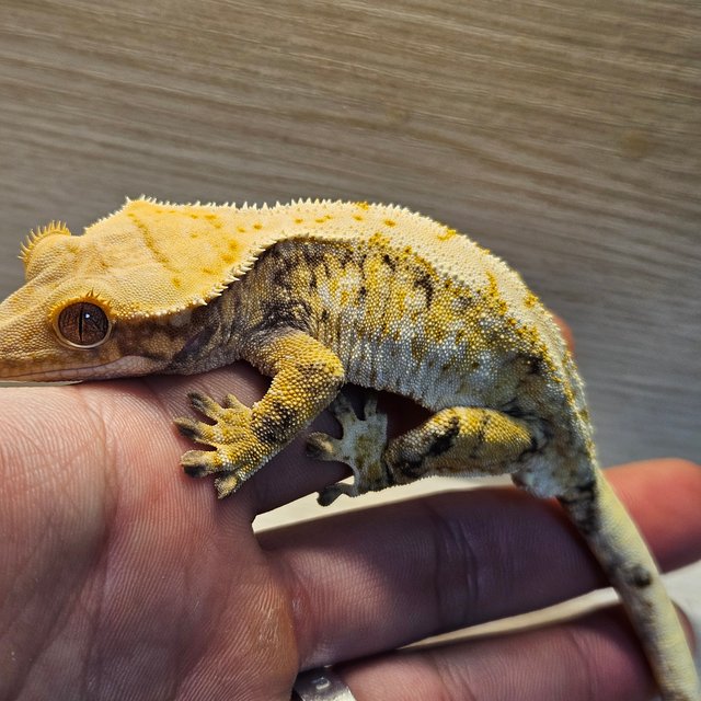 노멀 화이트스팟 트라이 드리피 익스트림할리퀸