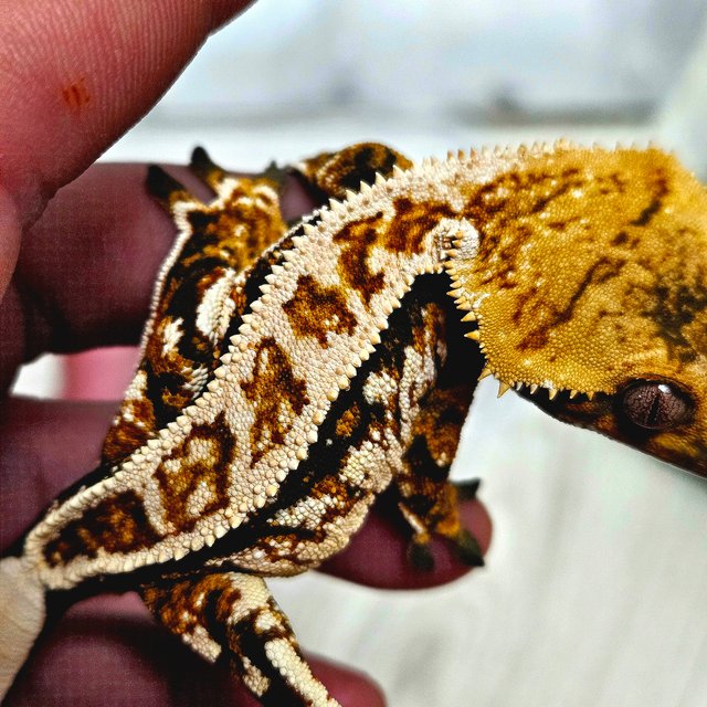 노멀 트라이 풀핀 텐저린