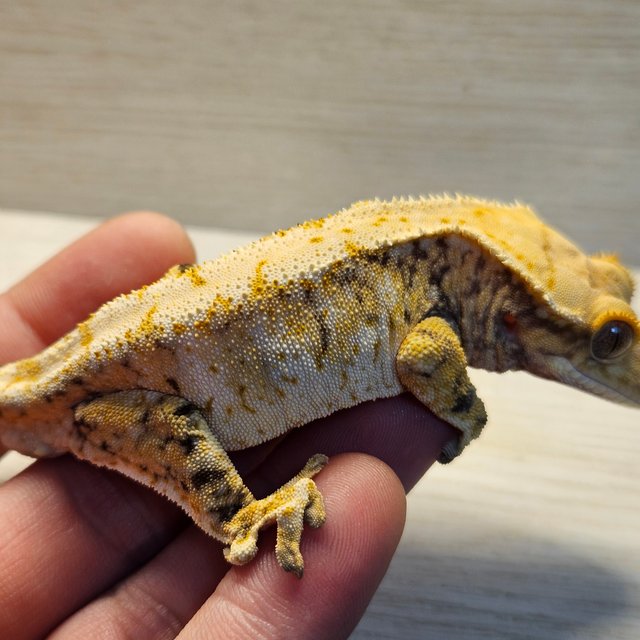 노멀 화이트스팟 트라이 드리피 익스트림할리퀸