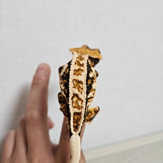 노멀 트라이 풀핀 텐저린