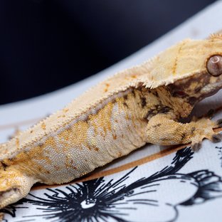 노멀 화이트스팟 드리피