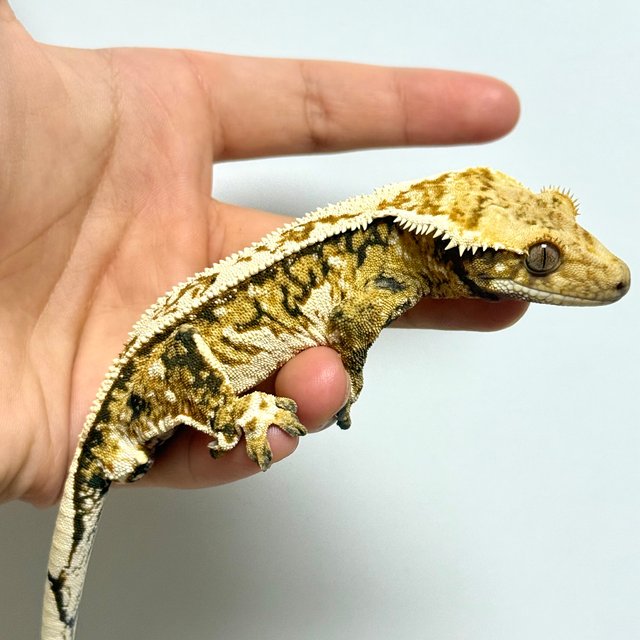 노멀 쿼드 화이트스팟