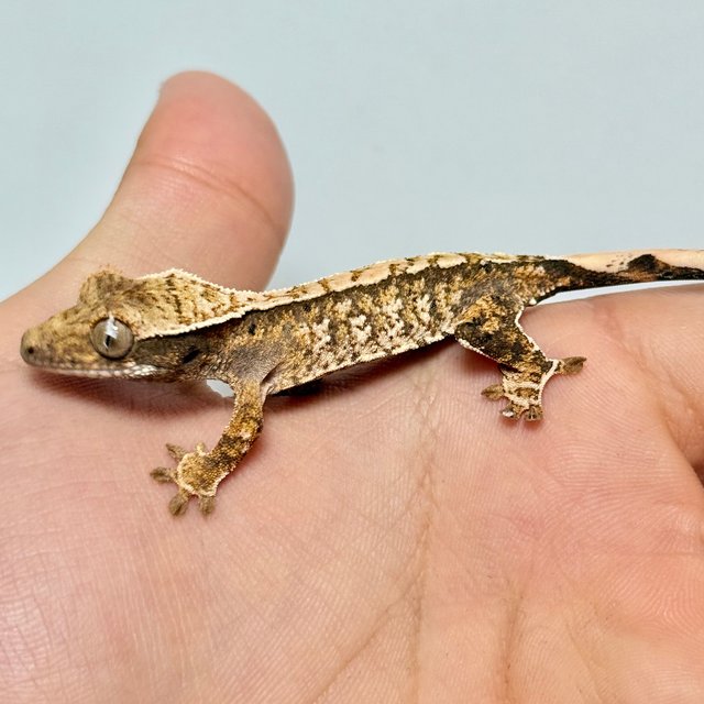 쿼드 화이트스팟