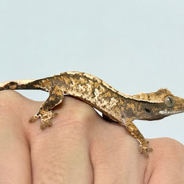 쿼드 화이트스팟