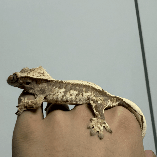 드리피 화이트스팟