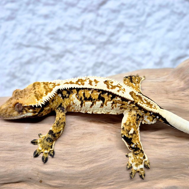 노멀 쿼드 화이트스팟