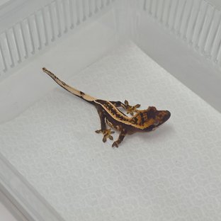 노멀 풀핀 엠티백