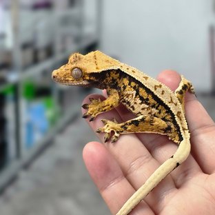 노멀 트라이 익스트림할리퀸 풀핀