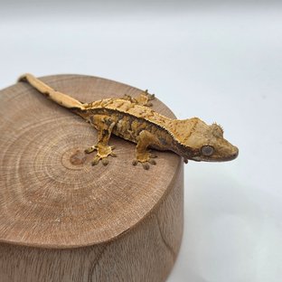 노멀 트라이 익스트림할리퀸