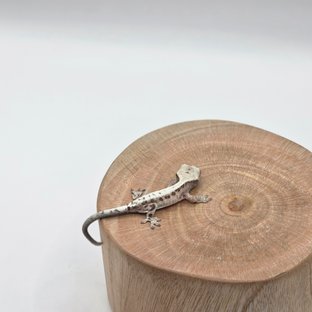 루왁 루왁 릴리