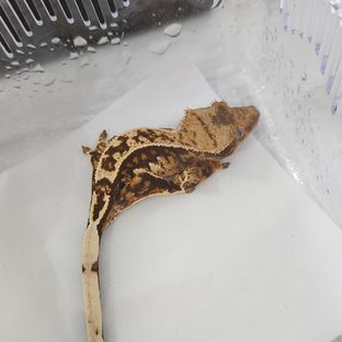 노멀 트라이 익스트림할리퀸