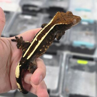 카푸치노 핀스트라이프