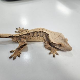 노멀 바브 레이지