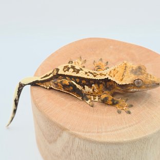 노멀 텐저린 쿼드 풀핀 트라이