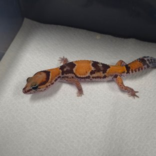 노멀 헷 아멜라니스틱