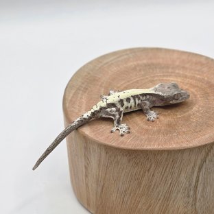 루왁 루왁 릴리