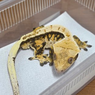 노멀 트라이 익스트림할리퀸