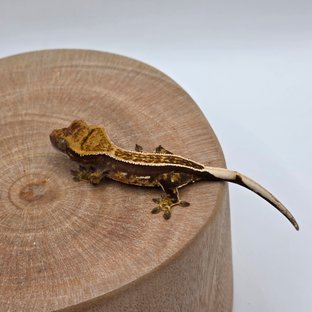 노멀 풀핀 쿼드