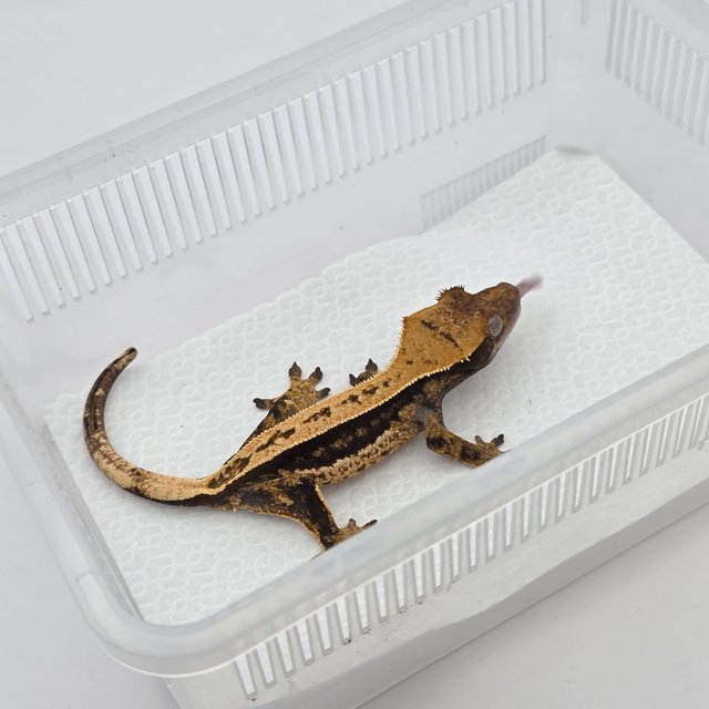 노멀 풀핀 쿼드