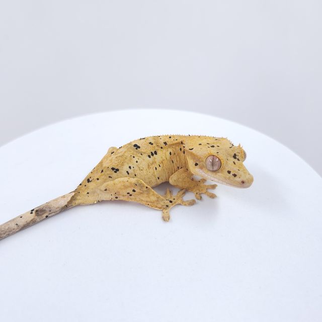 슈퍼달마시안 달마시안