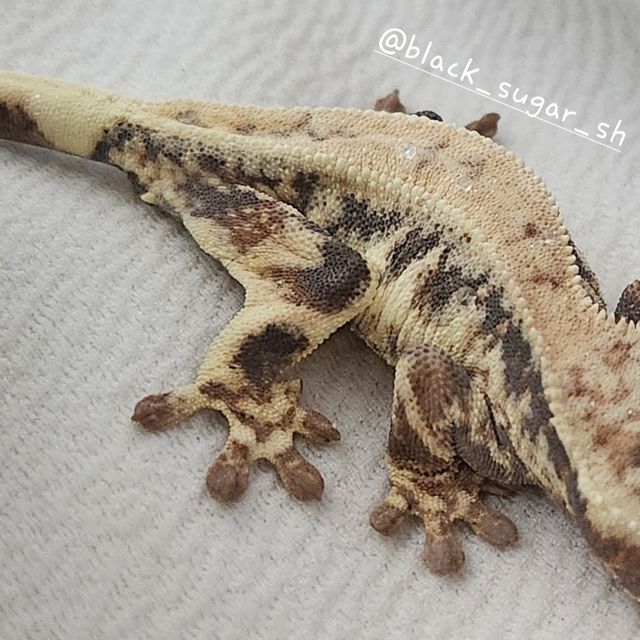 프라푸치노