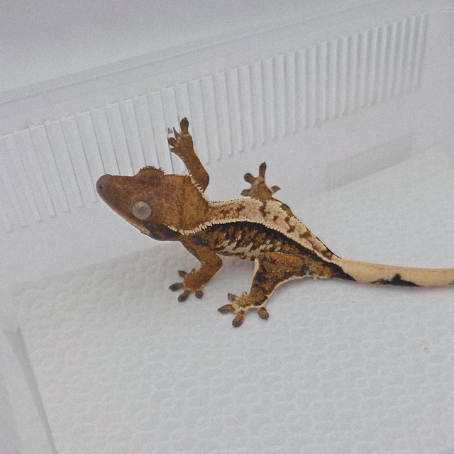 노멀 트라이 익스트림할리퀸 텐저린