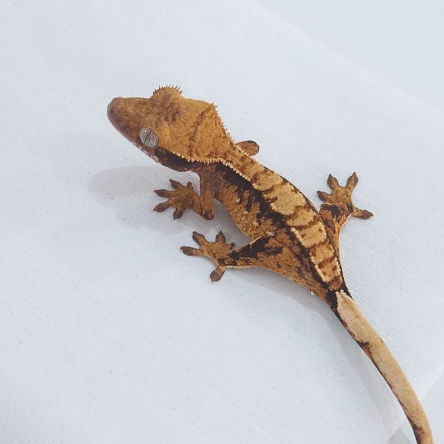 노멀 화이트포트홀 트라이 익스트림할리퀸 텐저린